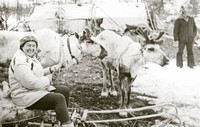 На этой ездовой упряжке Лариса Барышева ездила в оленеводческие бригады. Североэвенский район Магаданской области. 1985